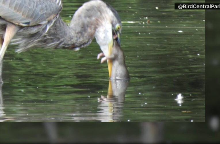 في مشهد غريب.. بط يبتلع فأرًا كبيرًا في جرعة واحدة
