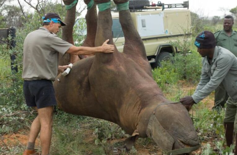 تجربة “وحيد القرن المقلوب” تفوز بجائزة “إغ نوبل الساخرة”