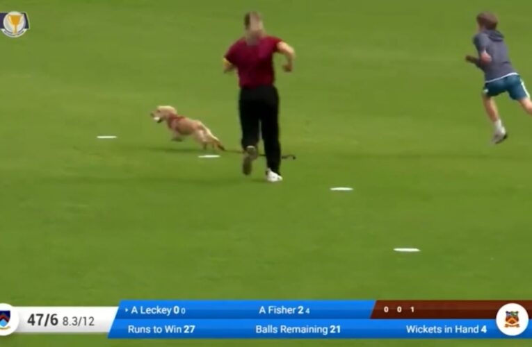 مشهد أثار الضحكات.. كلبة تقتحم الملعب وتخطف الكرة ولاعبات يسارعن بملاحقتها