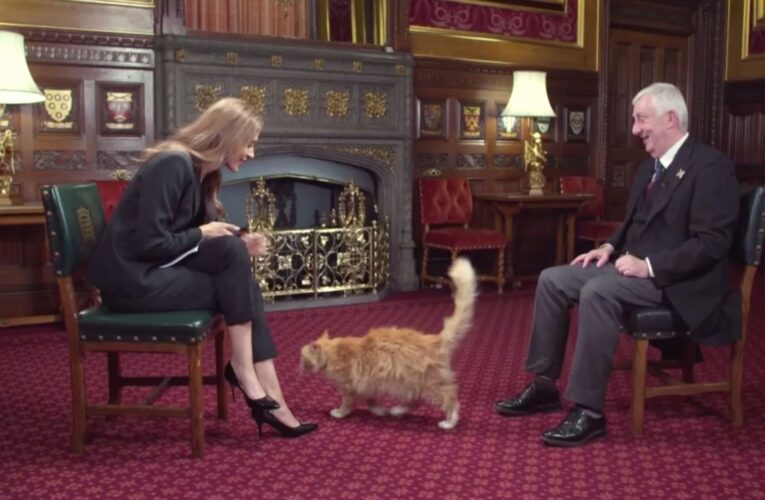 شاهد.. قط يفاجىء مذيعة CNN على الهواء خلال مقابلة مع رئيس مجلس العموم البريطاني