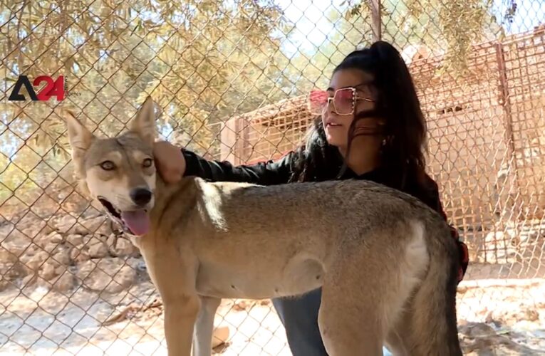شاهد.. طفلة أردنية تروض الضباع والذئاب المفترسة: أحلم بافتتاح محمية خاصة بمنطقتي