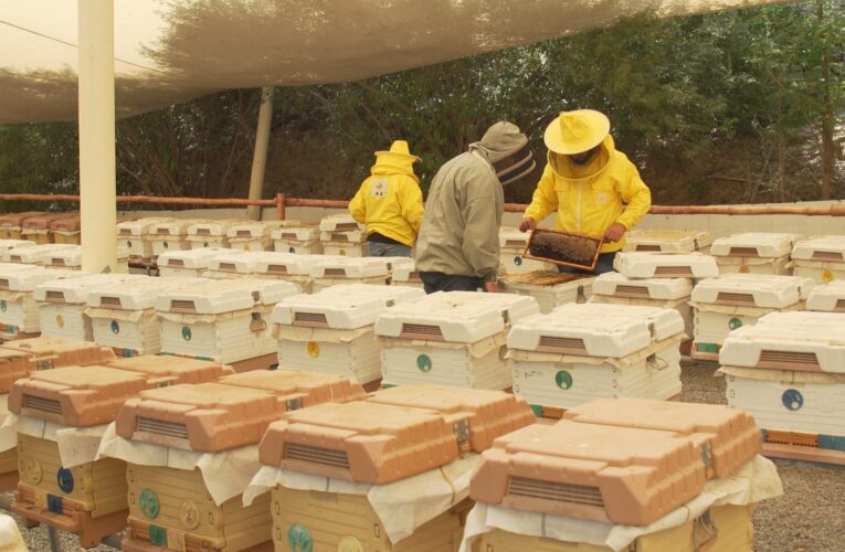 هذه المزرعة في دبي تضم أكثر من 100 ألف ملكة نحل