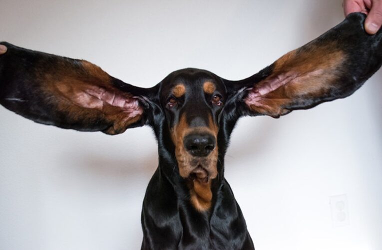 تعرف إلى الكلب صاحب أطول أذنين بالعالم والذي حطم الرقم القياسي بموسوعة غينيس