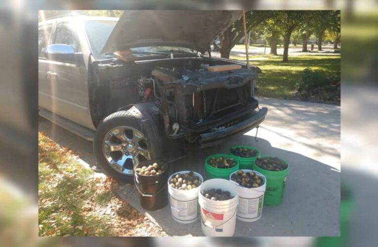 أمريكي يمضي أيامًا في تنظيف شاحنته من آلاف ثمار الجوز.. خبأها سنجاب داخلها لمؤنة الشتاء