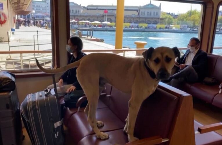 كاميرا ترصد كلبا يستخدم وسائل النقل بمفرده للتنزه يوميًا في أسطنبول