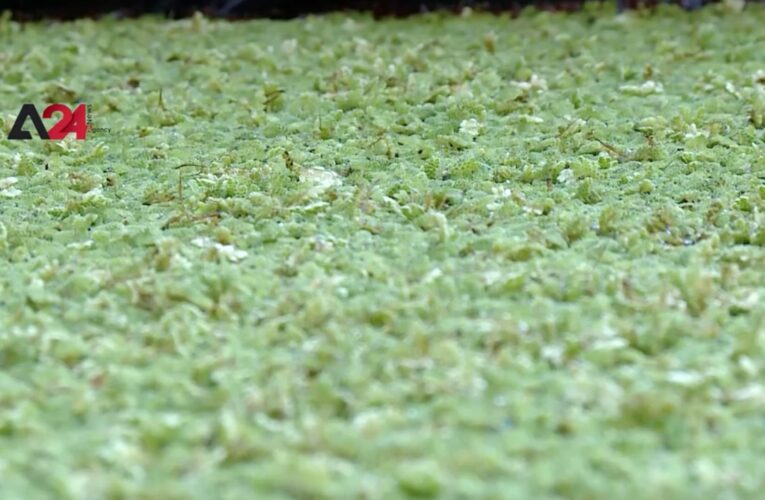 أردنيات يقمن بتجربة الزراعة المائية بدلًا من زراعة التربة التقليدية