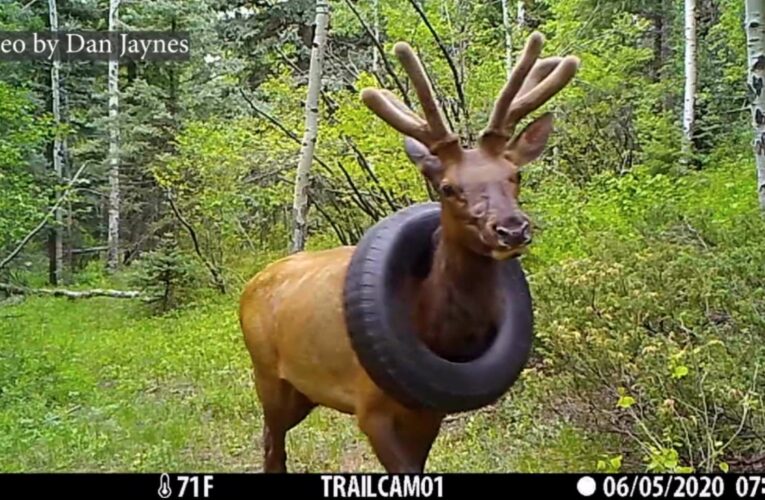 ظل عالقًا حول رقبته لمدة عامين..شاهد كيف أُنقذ هذا الأيل من إطار سيارة