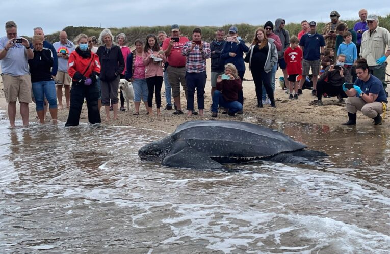 شاهد.. منقذون يعيدون سلحفاة عملاقة وزنها 272 كيلوغرامًا إلى المحيط بعدما علقت في شاطئ