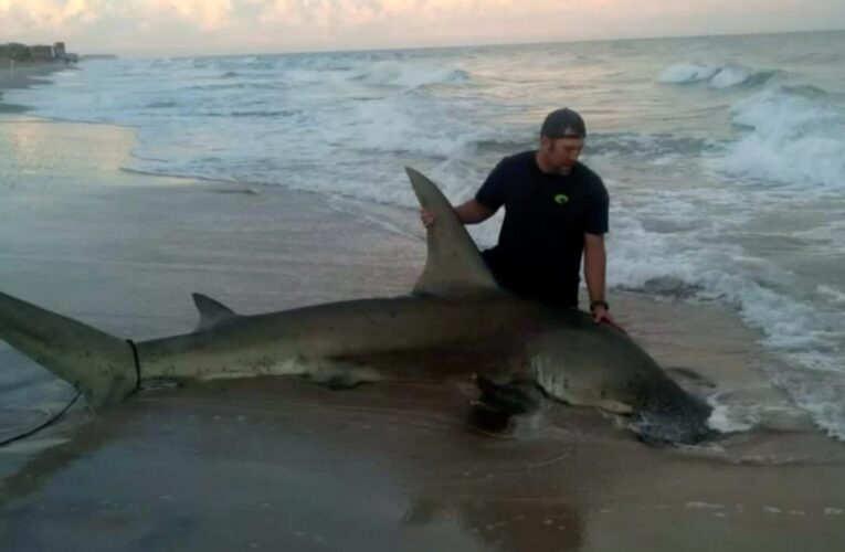 شاهد.. رجل يصطاد “رأس المطرقة” بطول 4 أمتار ووزن ربع طن ويعيدها للماء