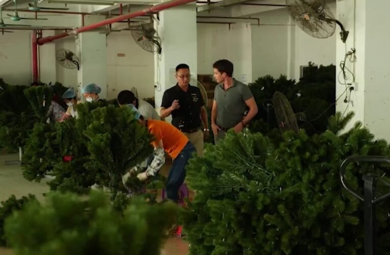 نقص أشجار عيد الميلاد وسط أزمة سلسلة التوريد العالمية