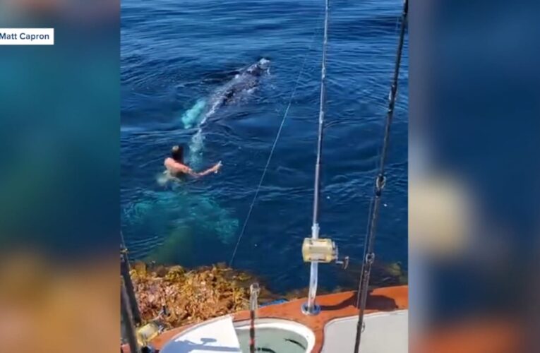 رحلة اعتيادية لصيد تونة زرقاء تتحول إلى مهمة إنقاذ حوت مقيد في قاع البحر