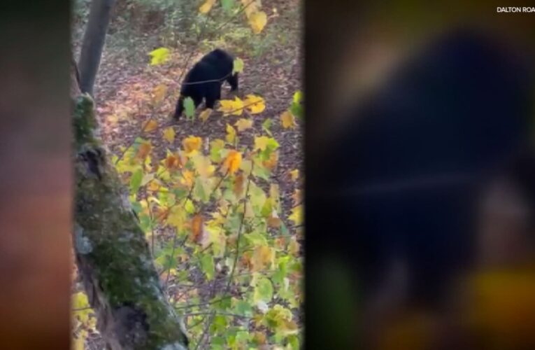 دب يغافل صياد غزلان بمخبئه فوق شجرة ويعضه في ظهره.. شاهد ما حدث