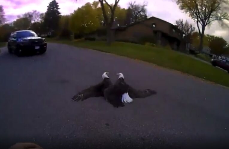 شرطي يرصد بكاميرته لحظة عراك عنيف بين نسور في الشارع.. شاهد رد فعله