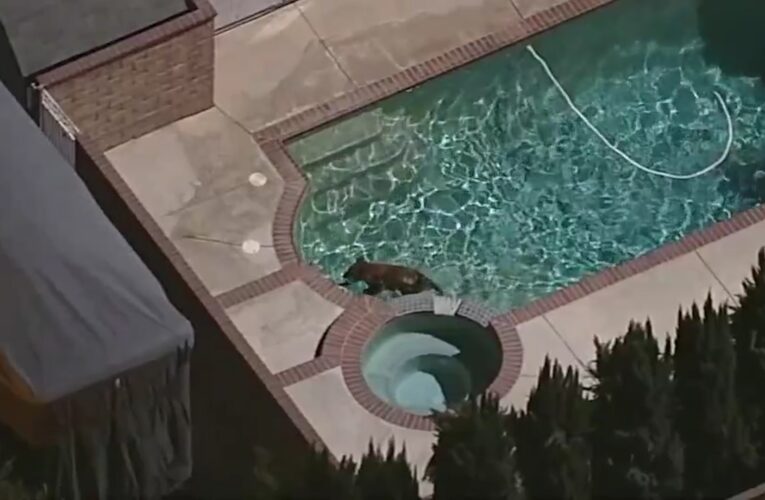 من السباحة إلى الشواء والتسلق.. دب يتنقل من منزل إلى آخر وسط حي سكني