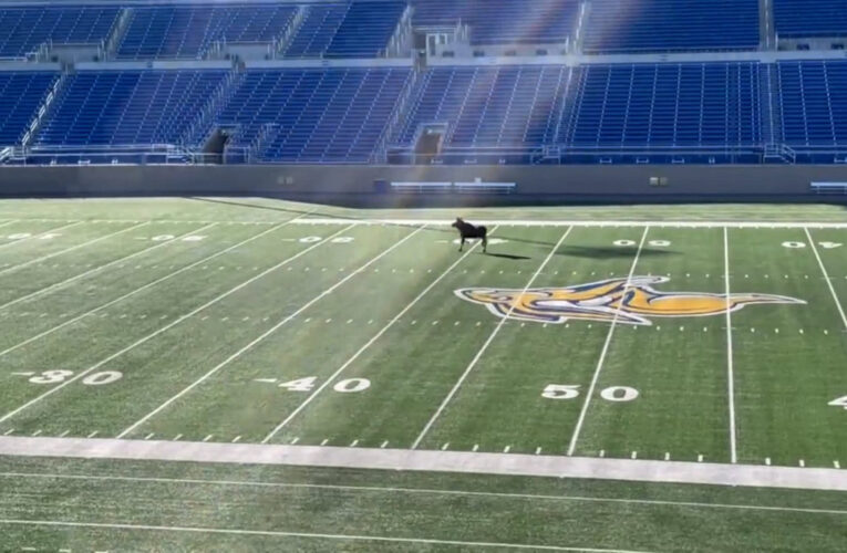 فيديو أذهل مشاهديه.. حيوان موظ “يتسابق” في ملعب كرة قدم وآخر “يخترق” نافذة مدرسة