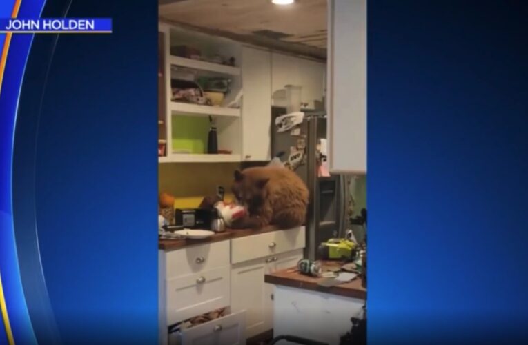 شاهد صدمة أمريكي عندما تفاجأ بدب يتناول وجبة كنتاكي داخل منزله