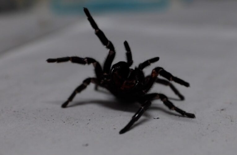 بأنيابه الضخمة يمكنه ثقب أظافر الإنسان.. تعرف على هذا العنكبوت الأسترالي