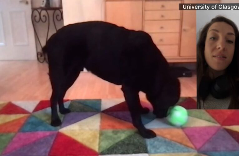 شاهد.. كلاب تتصل بأصحابها وتجري مكالمات مصورة معهم عبر الهاتف