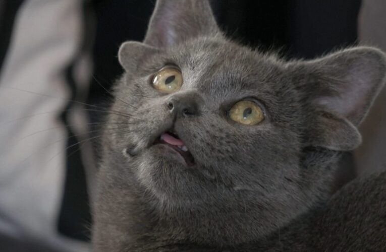 هرة بأربعة آذان تحدث ضجة على مواقع التواصل.. ولديها حوالي 100 ألف متابع