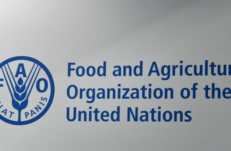 إليكم 5 رسائل بتقرير حالة الأغذية والزراعة الصادر عن FAO
