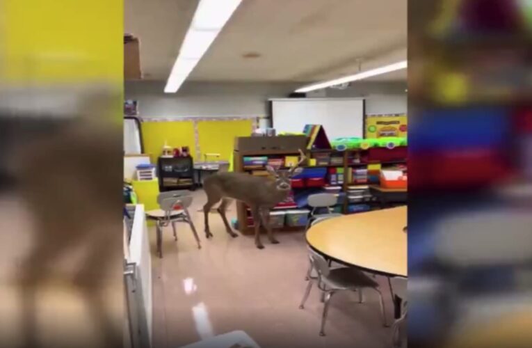 كاميرا ترصد لحظة اقتحام غزال مدرسة ابتدائية في أمريكا.. شاهد ما حدث