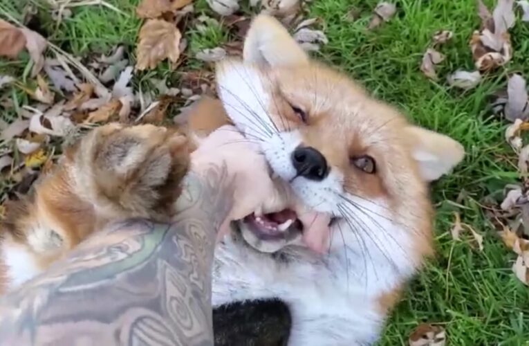 هل سبق وأن سمعت ثعلبًا يضحك؟ فيديو ظريف لقهقهة الحيوان يلقى رواجًا على الإنترنت