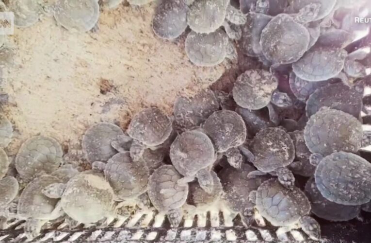 شاهد لحظة إطلاق مليون سلحفاة في الأمازون