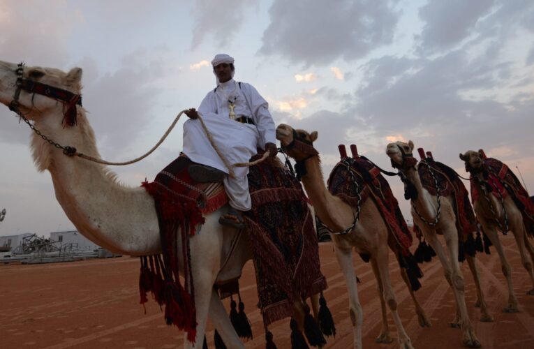 السعودية.. إدارة مهرجان الملك عبدالعزيز تحذر من العبث بالإبل وحقنها بـ”الفيلر والبوتكس”