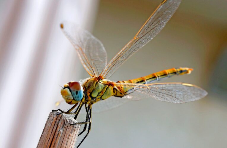 تسيطر على أعداد البعوض والأمراض التي ينقلها.. اليعسوب يواجه خطر الانقراض