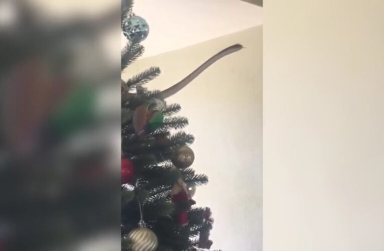 شاهد.. عائلة تجد ثعبانا في شجرة عيد الميلاد بمنزلها