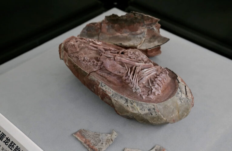 أحفورة شديدة الندرة لبيضة داخلها ديناصور صغير.. هل شاهدت منظرًا مشابهًا من قبل؟