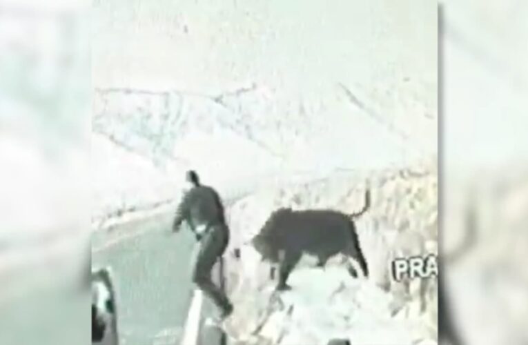 كاميرا توثق لحظة هجوم ثور هائج على ضابط شرطة.. شاهد ما حدث