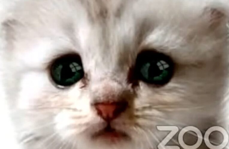 إليك أكثر مقاطع الفيديو غرابة في العام 2021 والتي حصدت أعلى نسبة مشاهدات عبر الإنترنت