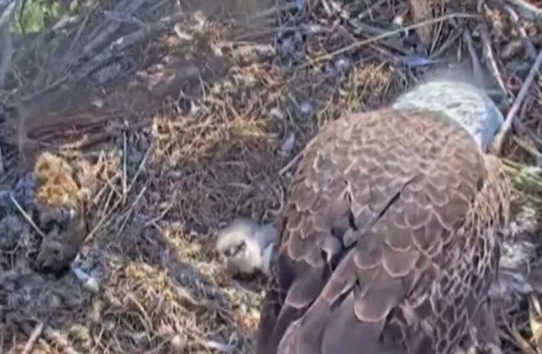 شاهد.. فيديو حميم يظهر لحظة فقس بيضة نسر أصلع