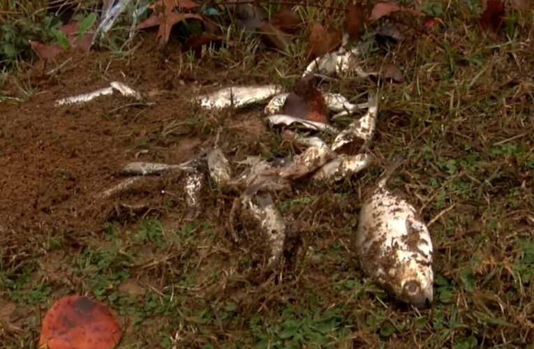 شاهد.. أسماك تسقط من السماء وخبير يفسر ظاهرة الطقس الغريب