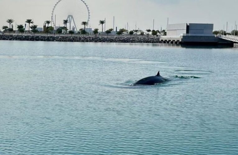 ظهور نادر لحوت قبالة شواطئ دبي يخطف الأنظار ويثير تفاعلا
