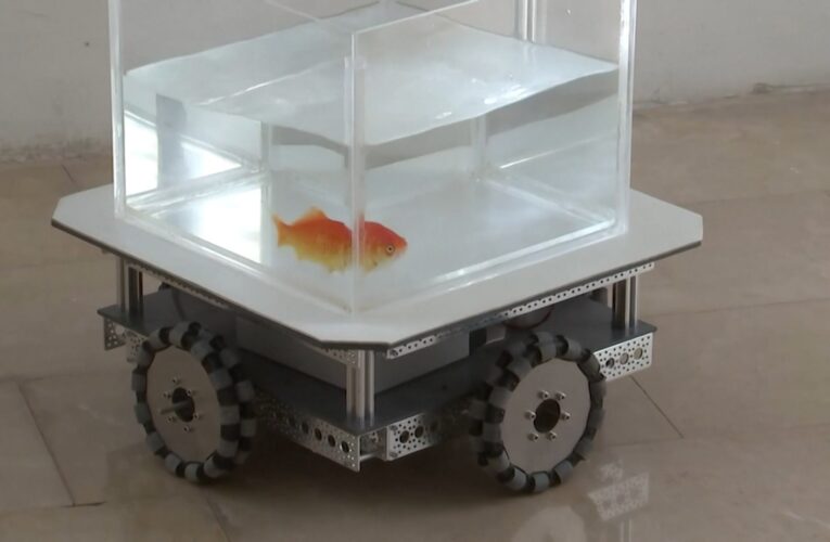 باحثون يعلّمون سمكة ذهبية كيفية قيادة مركبة.. شاهد قدراتها