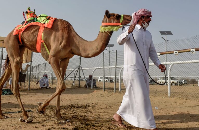 السعودية.. تداول فيديو لأول فندق 5 نجوم للإبل بـ400 ريال سعر الليلة