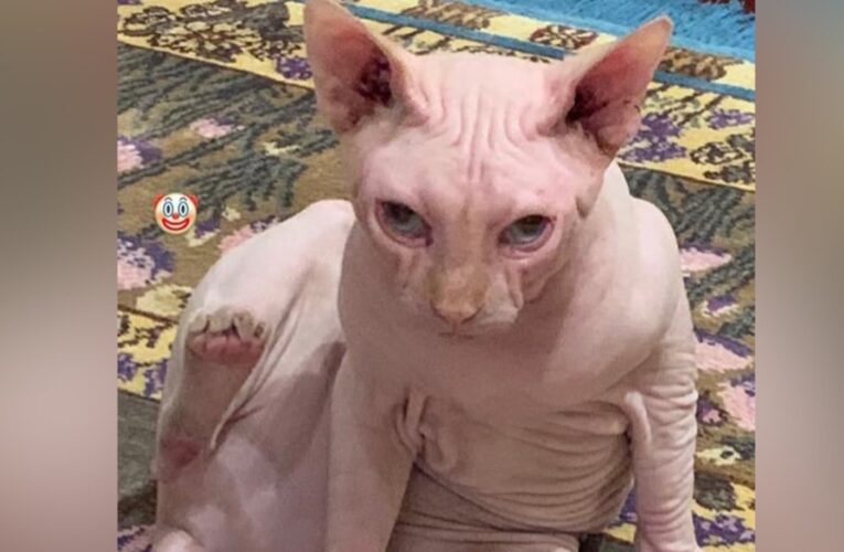 ياسمين عبد العزيز تثير تفاعلًا بصور لقطتها.. ومنى زكي: “لما بشوفها بيجيلي كوابيس”