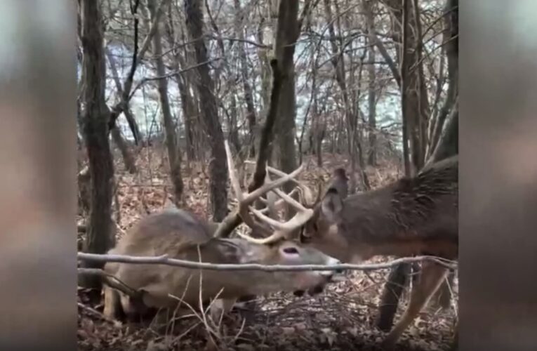 تشابك قرونهما أنقذهما من الموت.. رد فعل صياد رصد غزالان عالقان معًا