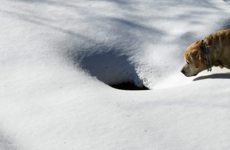 فتاة روسية تنجو من عاصفة ثلجية عن طريق احتضان كلب