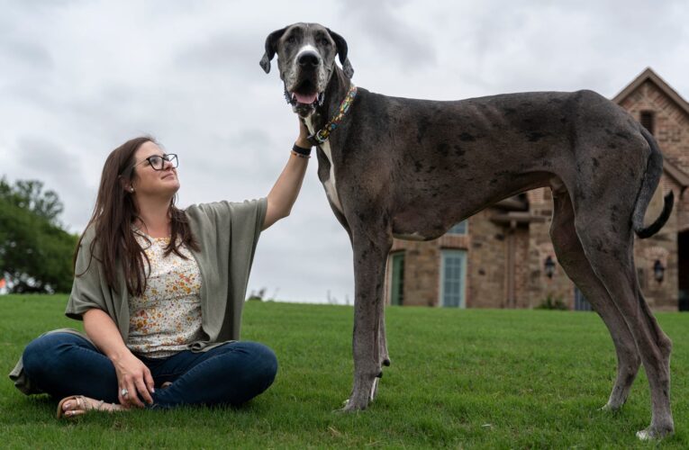 أطول كلاب العالم اسمه “زوس”.. من أي فصيلة يتحدّر؟