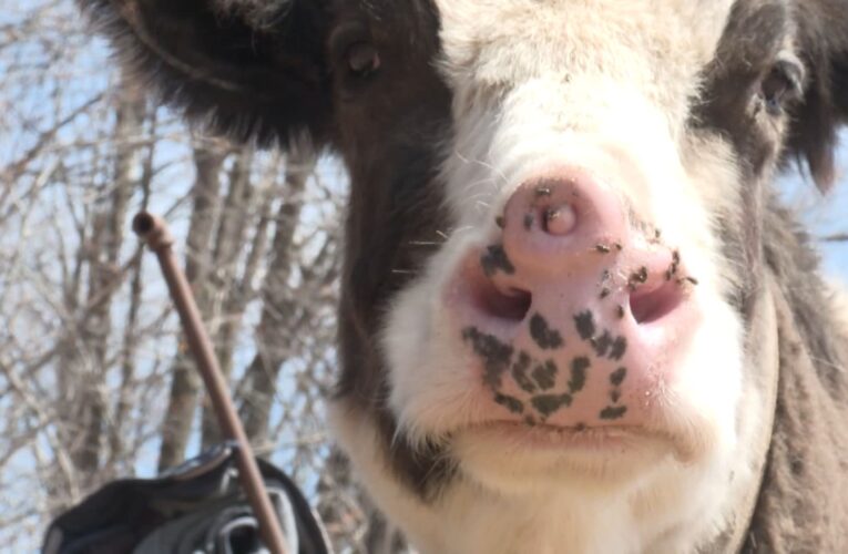 رفض بيعها مقابل الكثير من المال.. تعرف على لوسي البقرة ذات الأنفين