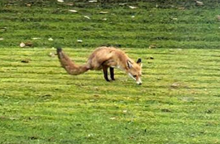 مشهد غريب رصدته بهاتفها.. شاهد كيف فاجأ ثعلب يسير على قدمين امرأة أمام منزلها