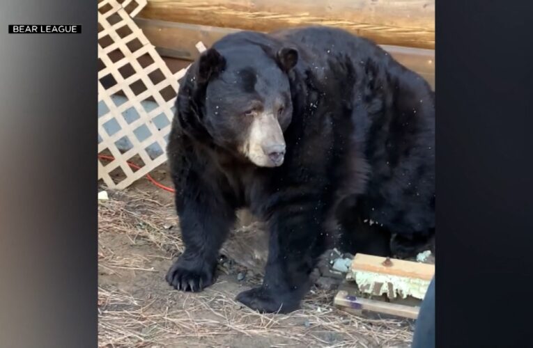 دببة تلجأ إلى سرداب المنازل للسبات.. شاهد كيف يتم إخراجها