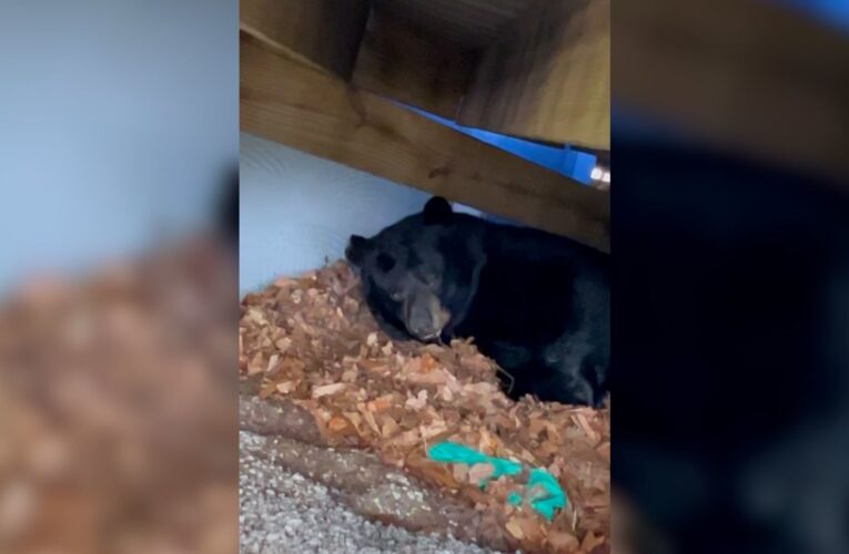 كاميرا ترصد رد فعل شاب وصديقته عندما وجدا دبًا ضخمًا يختبىء تحت منزلهم