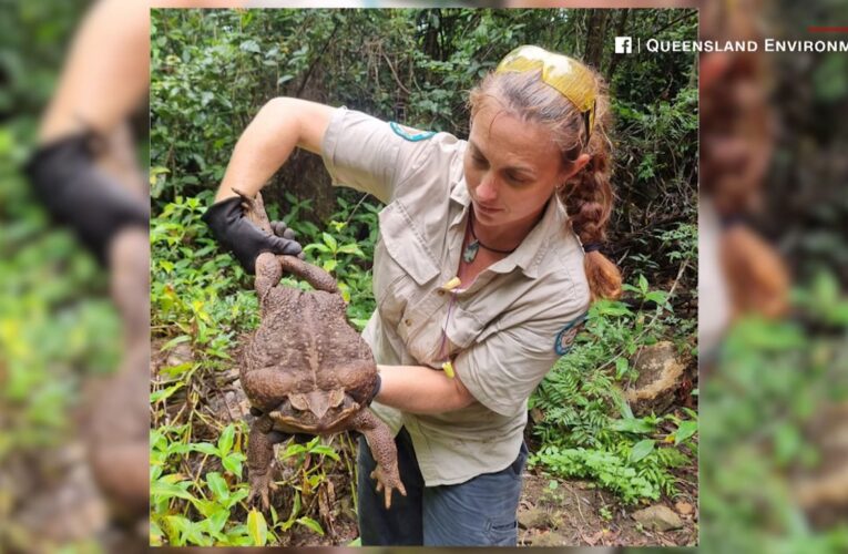 قد يكون الأضخم على الإطلاق.. لن تصدق حجم هذا الضفدع الذي أثار رعب رواد الإنترنت