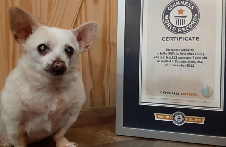 “سبايك” يدخل موسوعة غينيس كأكبر الكلاب سنا فى العالم