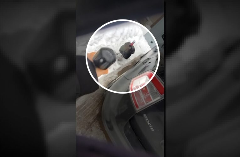 ظهر فجأة عام 2021.. ديك رومي برّي يرعب سكان حي ويصبح أكثر عدائية مع مرور الوقت