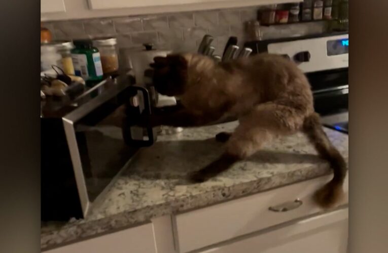 قط تذوق البيتزا لمرة وأصبح مهووسا بها.. شاهد كيف فتح باب الميكروويف